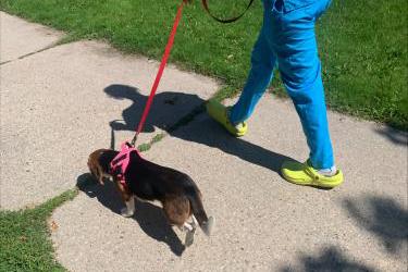 A person taking a beagle taking a walk with a pink harness and a red leash