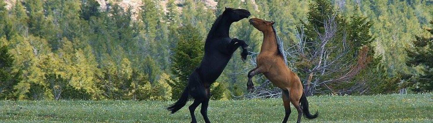 Two wild mustangs in the USA fighting