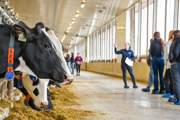 Dairy cows eat as a tour guide speaks to students at the Ontario Dairy Research Centre