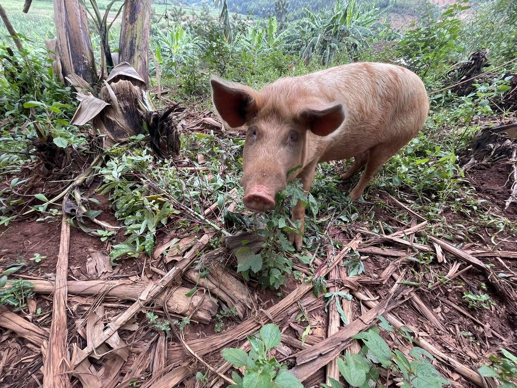 pig in rural Rwanda