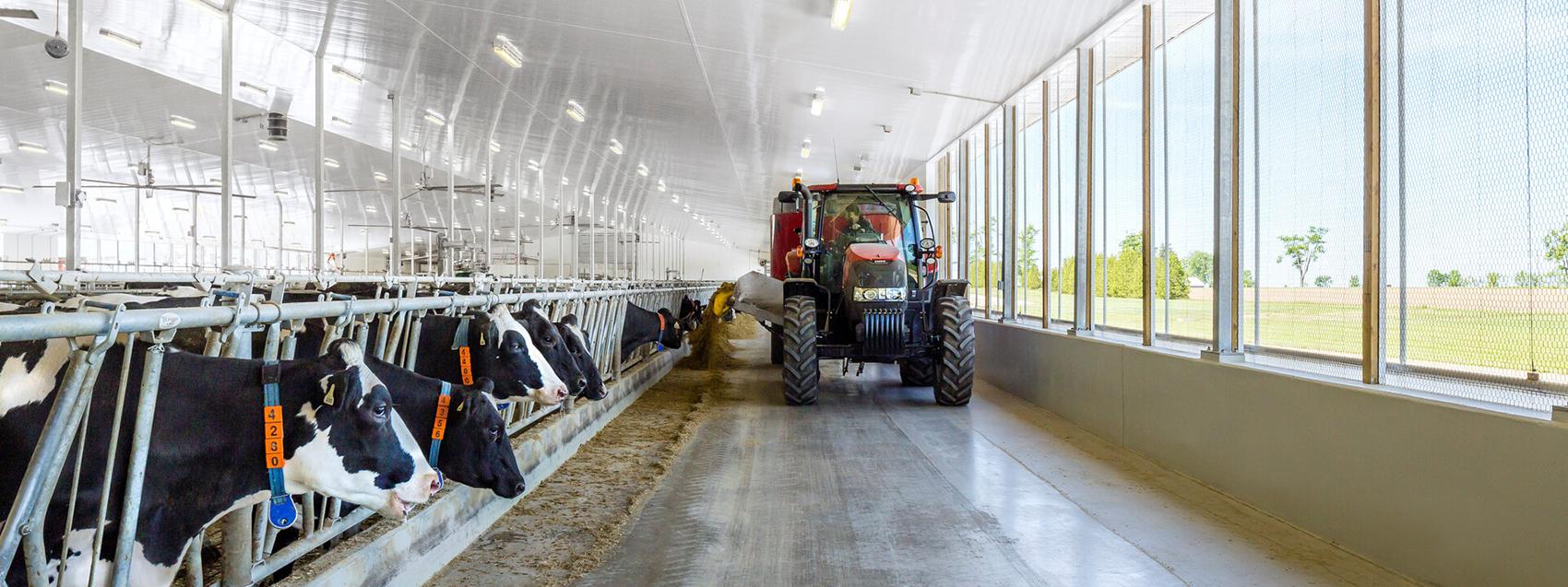 Tractor passing through a factory with cows