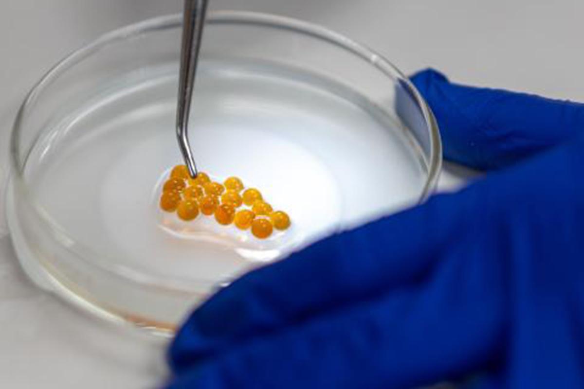 Rainbow trout eggs from the Ontario Aquaculture Research Centre in Alma