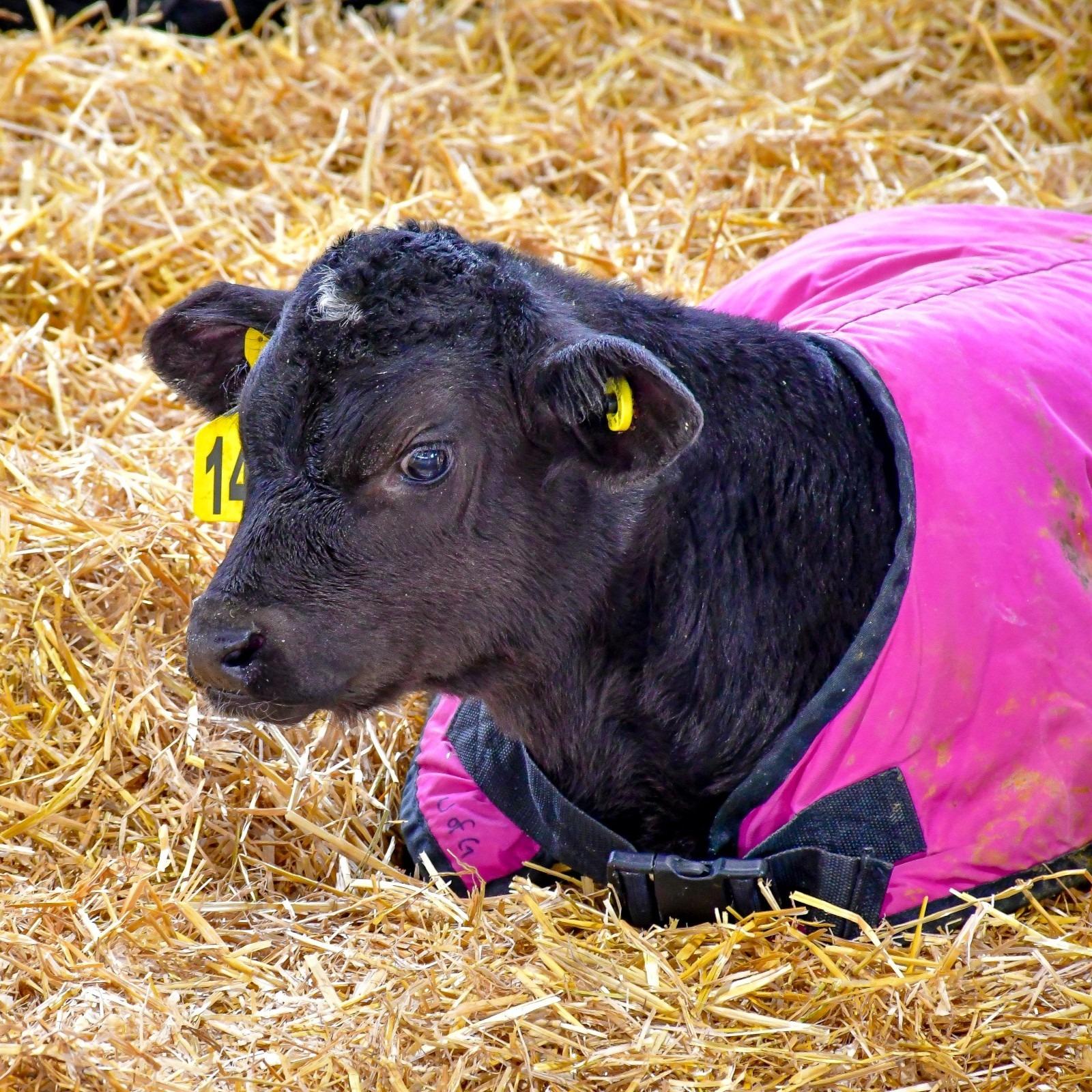 Black cow calf wearing a pink coat laying in a bed of straw.