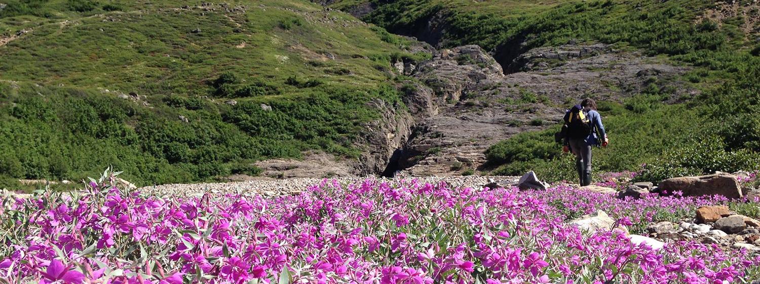 A person hiking up a hill surrounded by pink flowers
