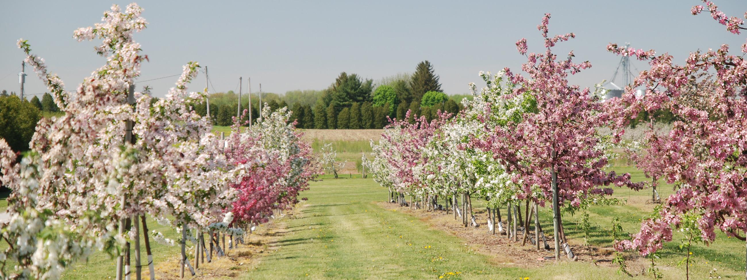 An apple orchard in bloom
