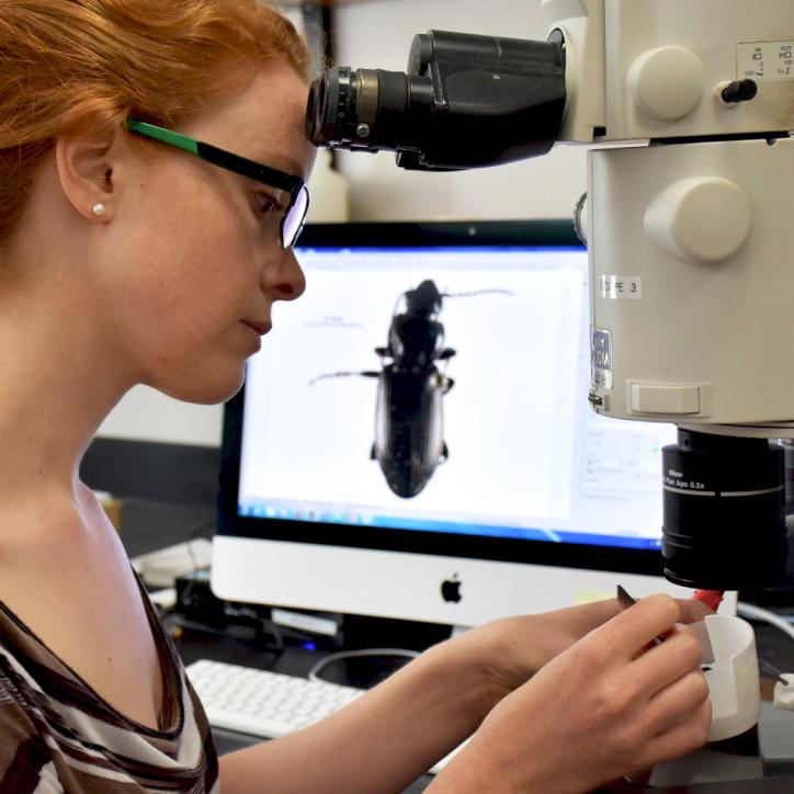 A woman scanning a bug into a microscope and showing the bug on a computer