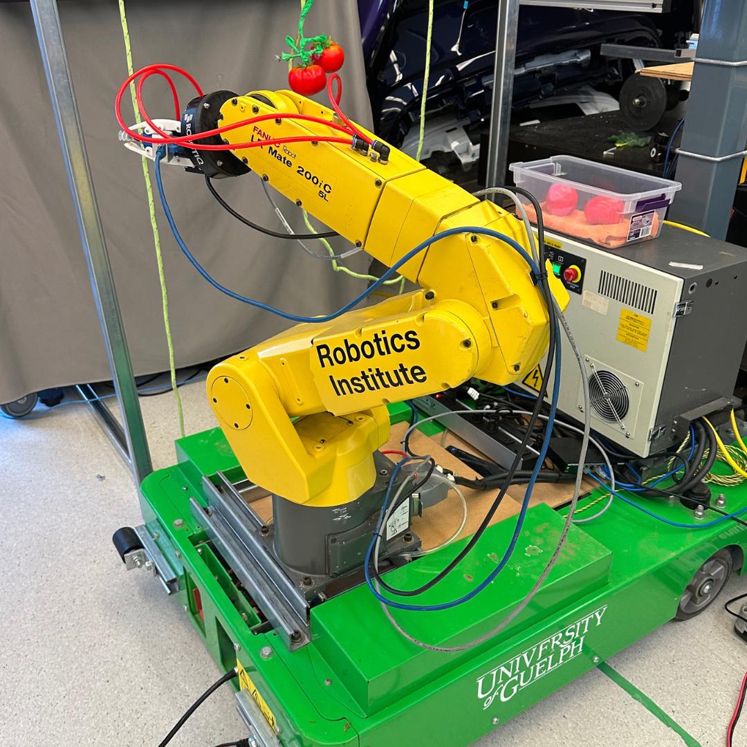 A stationary yellow tomato picker robot