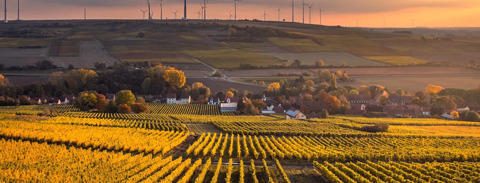 The light of golden hour highlights a yellow field