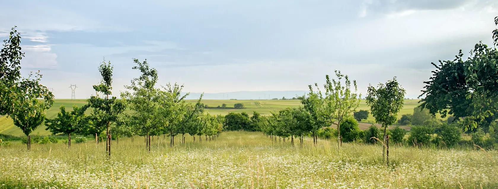 Saplings grow in an orchard on a clear day