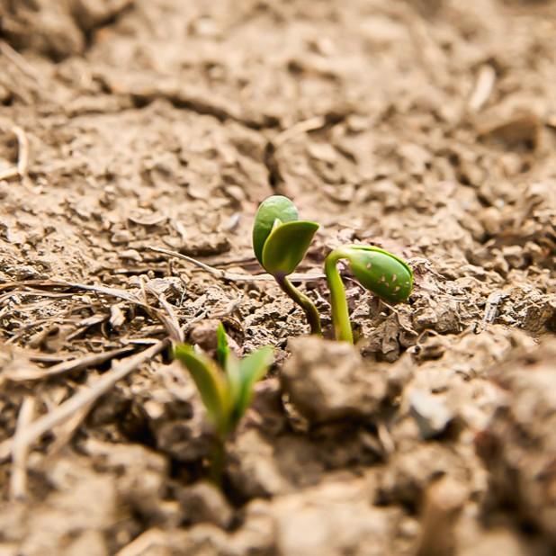 Close up of small green plant growing out of soil.