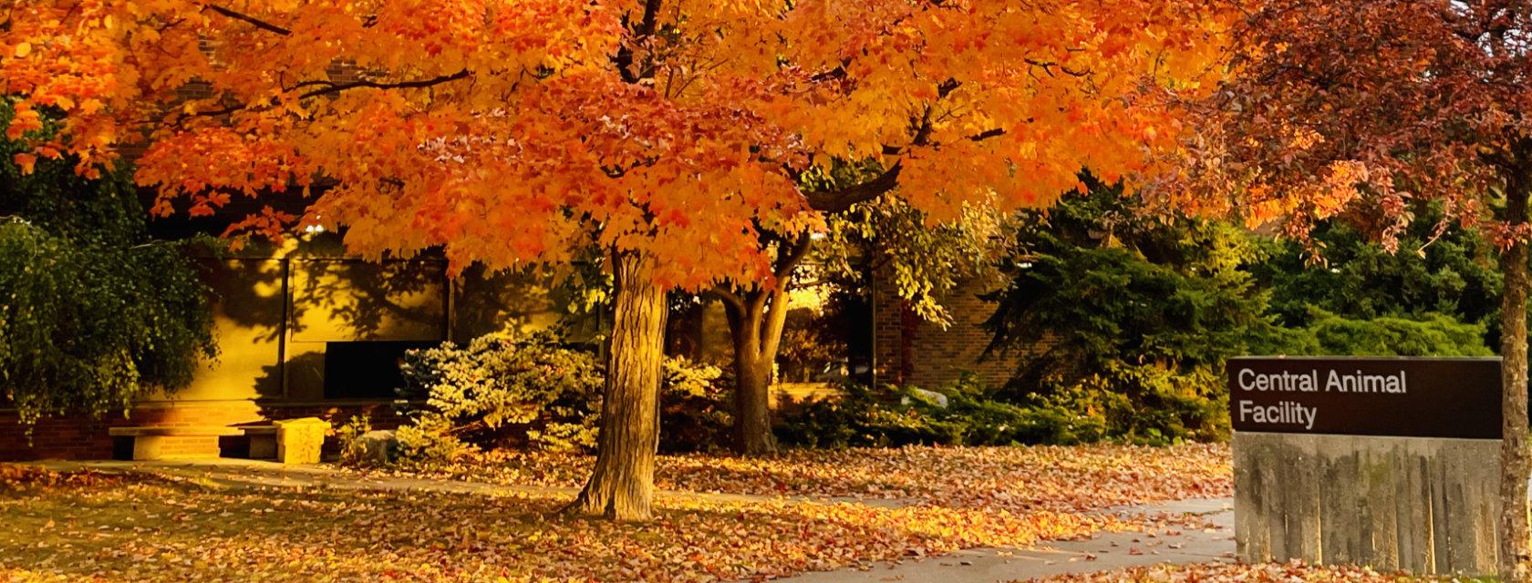 tree with fall colours in front of Central Animal Facility