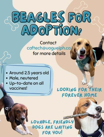 a poster of beagles up for adoption