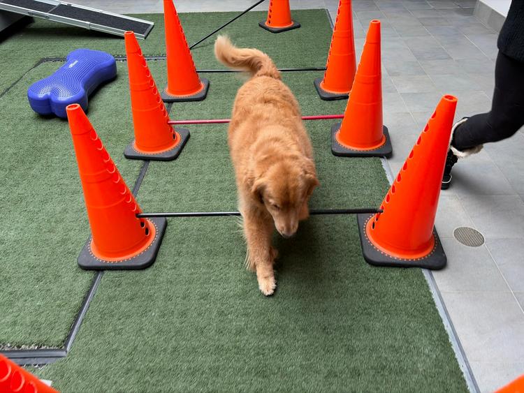 A golden retriever dog walking in between two rows of orange pylons, depicting agility training for canines