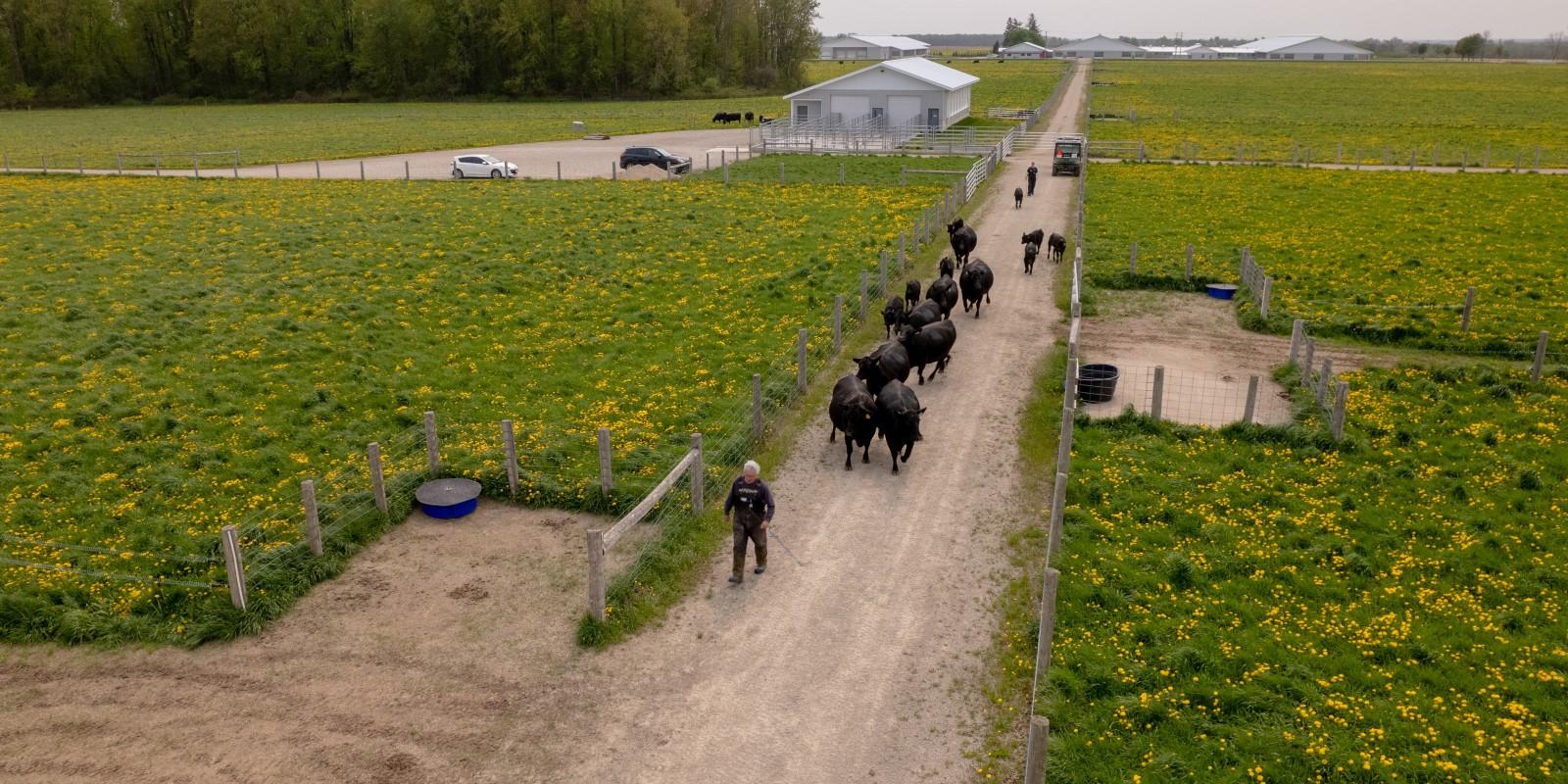 Aerial view of lush pasture and one man leading a dozen beef cattle toward it on a path