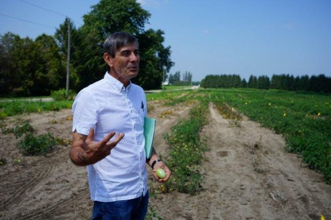 Steve Loewen stands outside in a tomato field on a sunny day, articulating something with his hands as he explains something