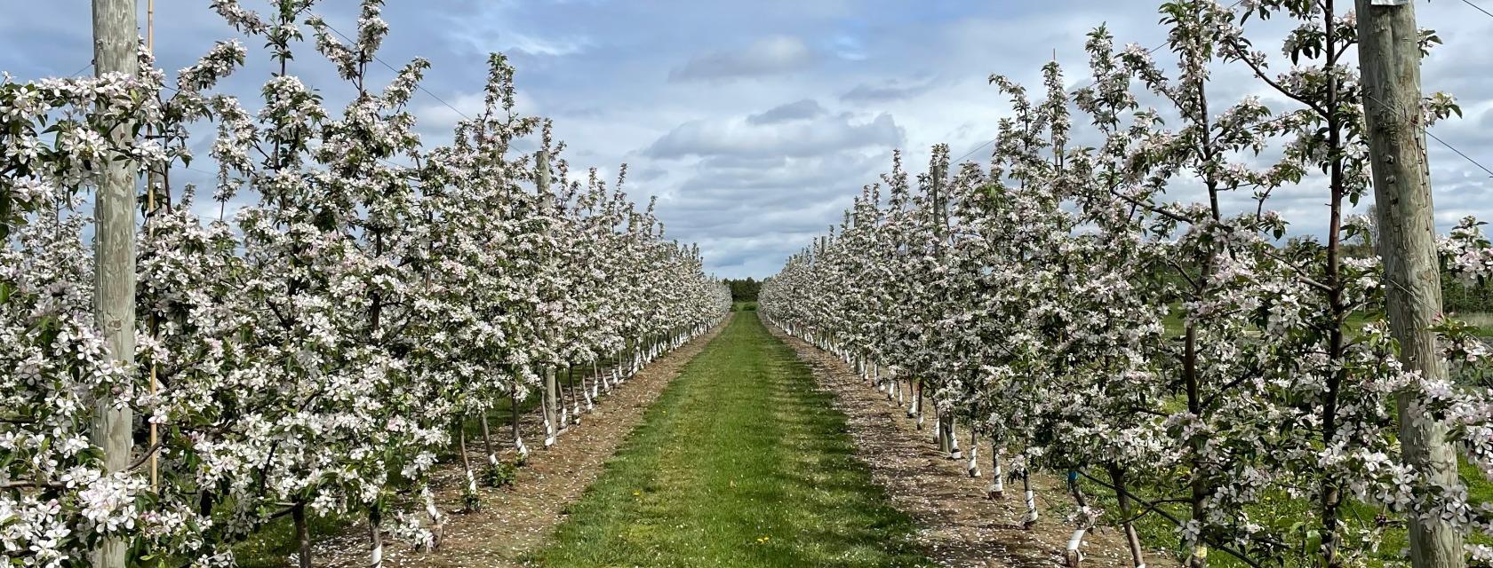 Rows of blooming apple trees in an orchard under a partly cloudy sky.