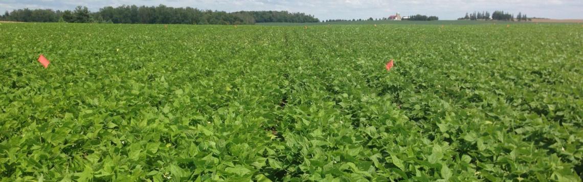Large field with bean plants