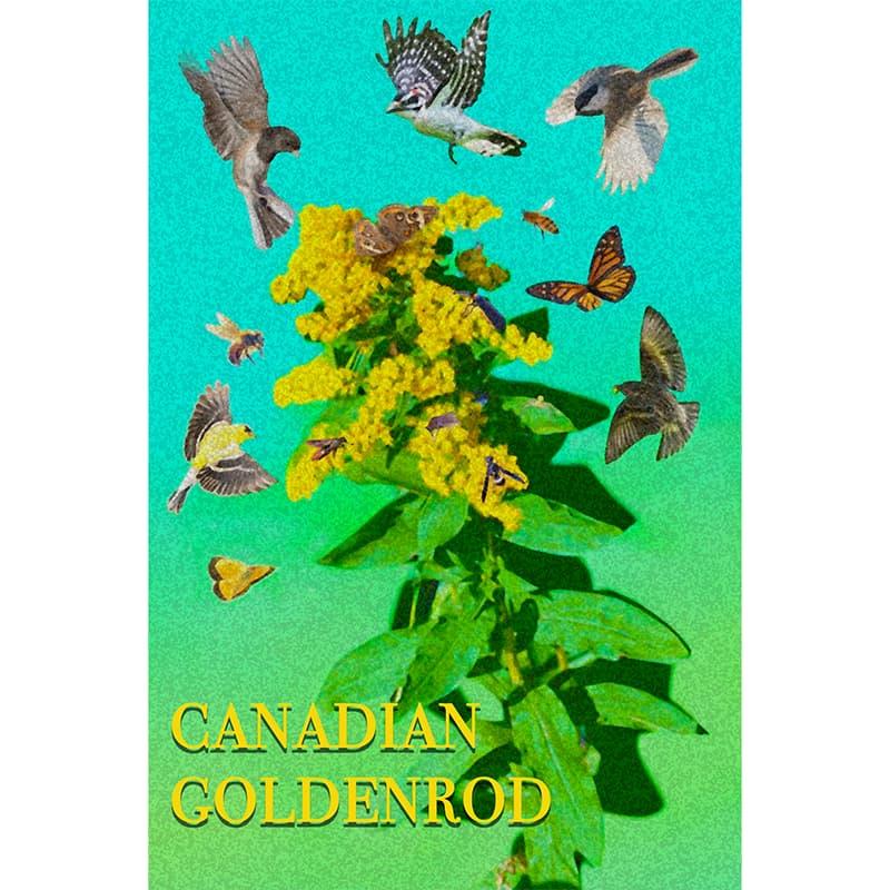 Stalk of blooming goldenrod surrounded by various birds and insects.