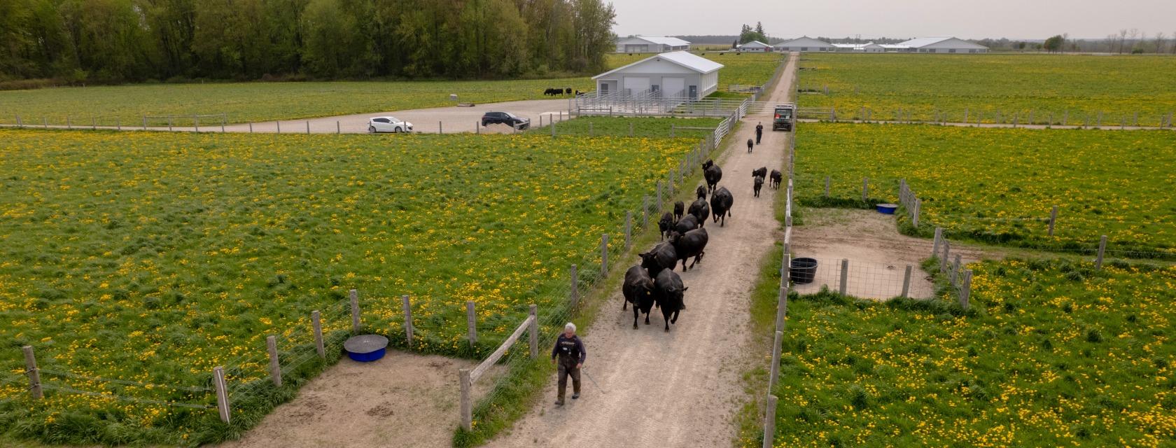 Aerial view of a person herding several cows down a dirt path between two grassy fields. The fields are bordered by wooden fences and are dotted with yellow flowers. A vehicle and additional people are visible further down the path.