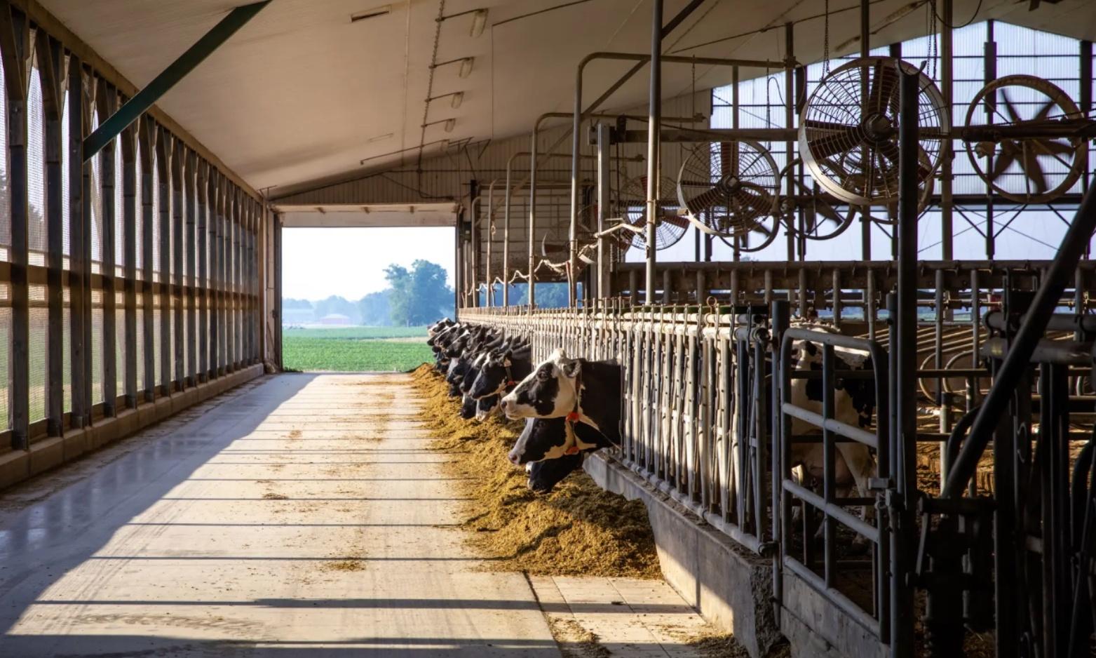 cows in a barn