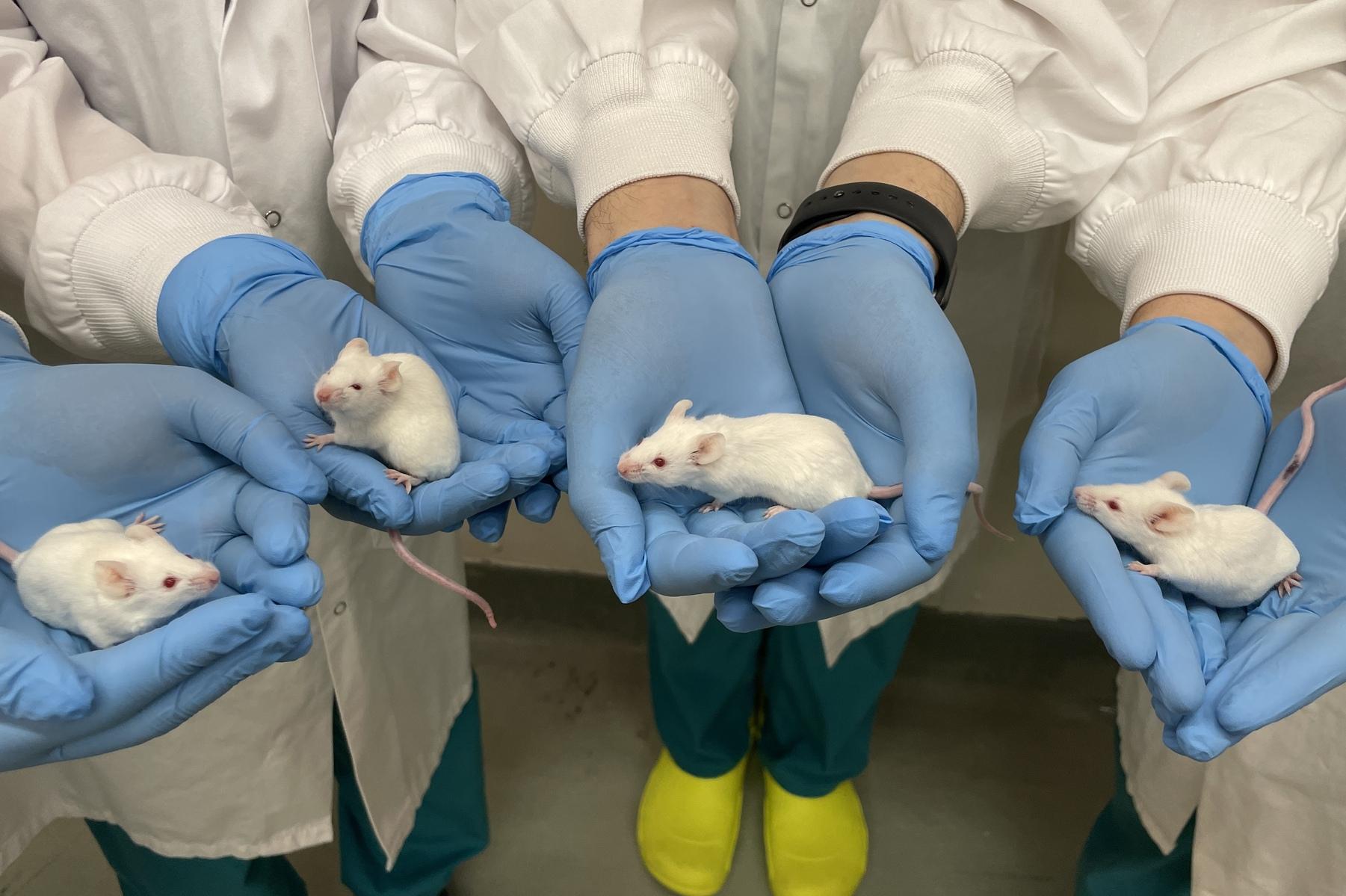 4 rodents each in a pair of gloved hands