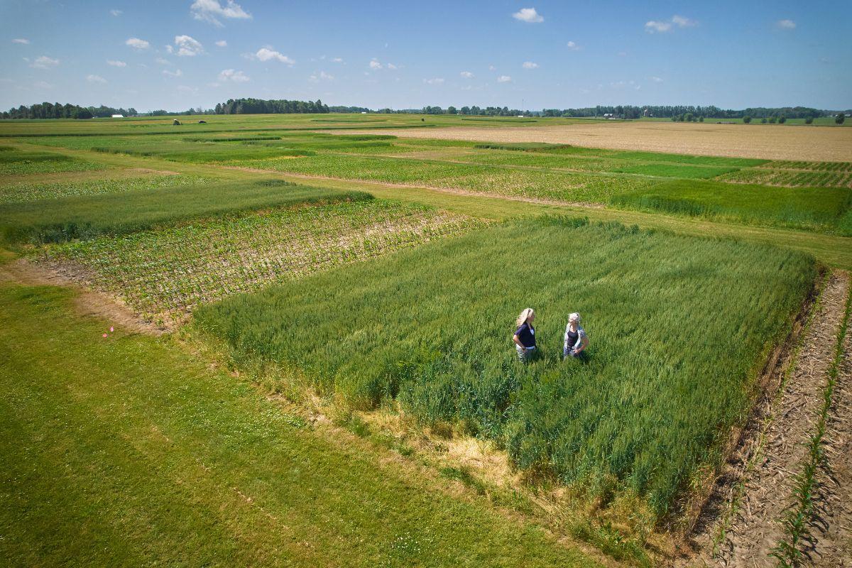 Two researches standing in a large green farm field in Elora