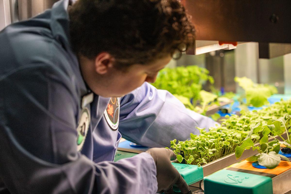 Student places a tray of green plants under a grow lamp
