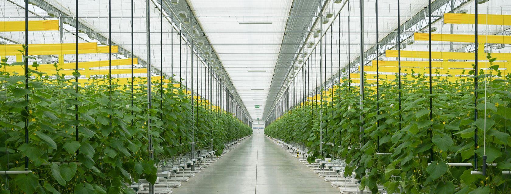 Interior image of a long hall of plants in a large green house
