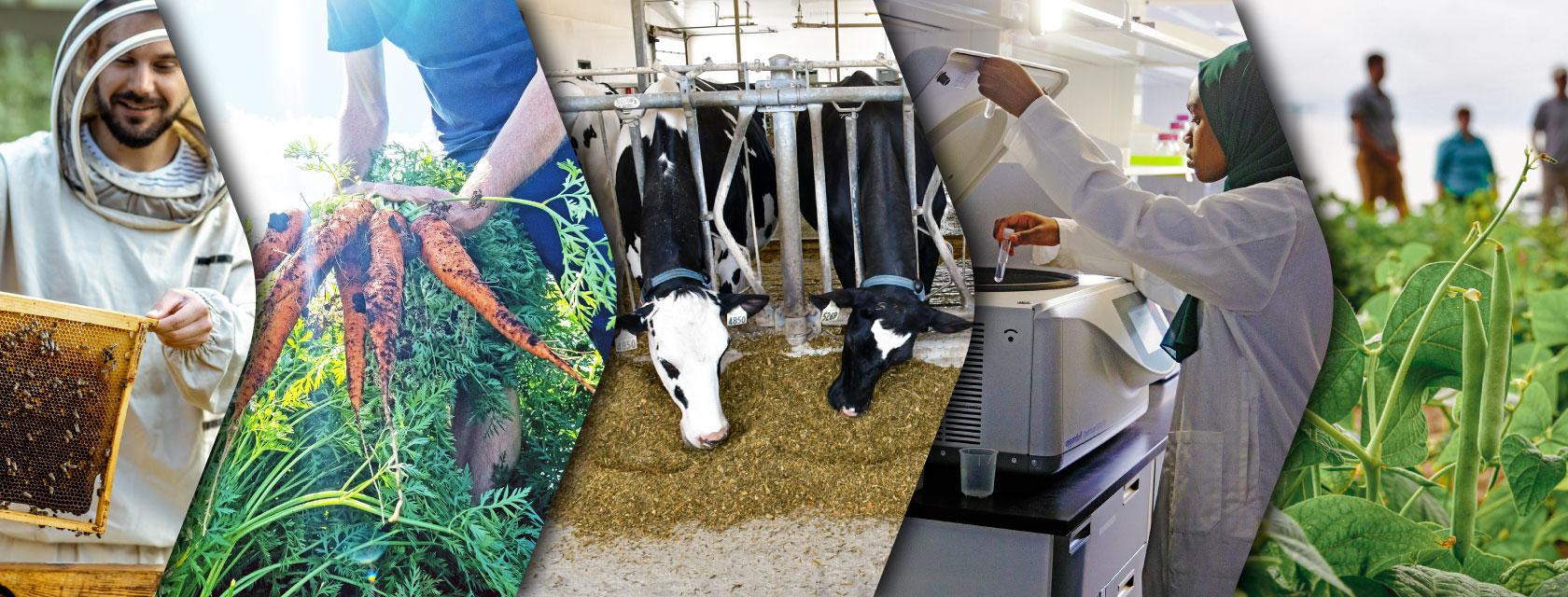 Collage of agri-food photos depicting crops, honeybees, livestock and laboratory services