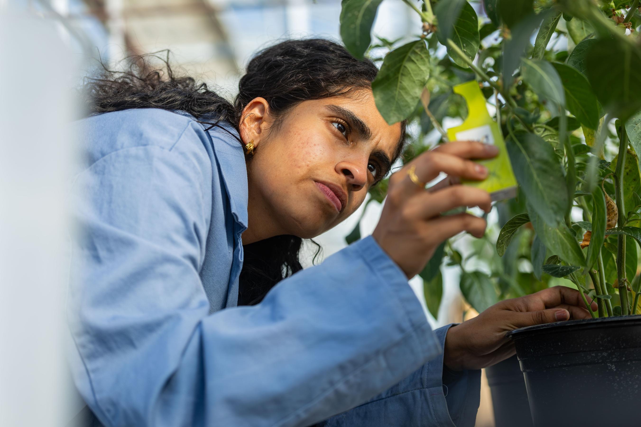 oacstudent inspecting plant