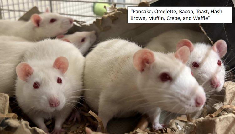 The names of the rats: Pancake, Omelette, Bacon, Toast, Hash Brown, Muffin, Crepe, and Waffle