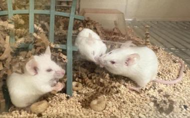 three rodents in their contained environment