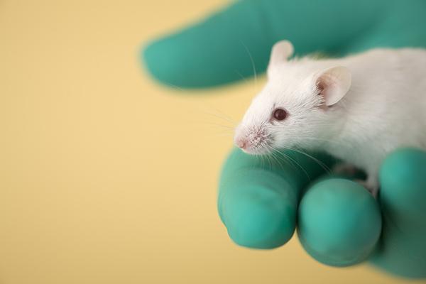 Gloved hand holding a mouse (iStock credit sidsnapper)