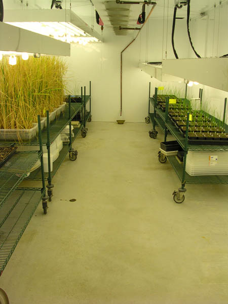 Image of several potted vegetation growing under light on benches in the GR192