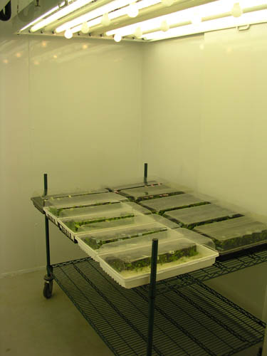 Image of the Growth Room 64 chamber equipped with Conviron CMP4000 series controllers