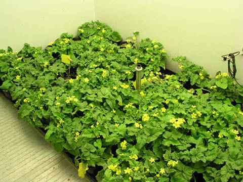 Image of plants from inside the PGV36 Growth Chamber