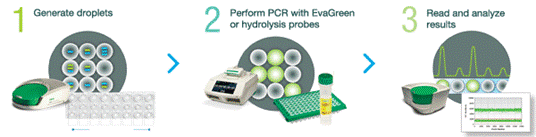 .1 Generate droplets, 2. Perform PCR with EvaGreen or hydrolysis probes, 3. Read and analyze results