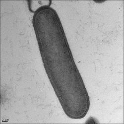 Bacillus subtilis, longitudinal section