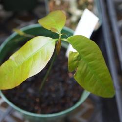 Image of a three leafed Gnetum plant taken in 2011