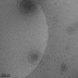 Neutraceutical liposomes