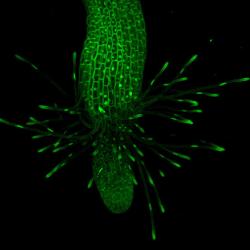 Confocal 3D reconstruction of Arabidopsis collet hair