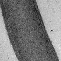 Bacillus subtilis, longitudinal section