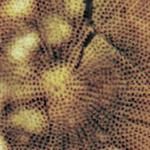 Riveal Contrast image of a diatom