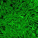2D confocal image of Pseudomonas aeruginosa biofilm