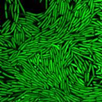 2D confocal image of Pseudomonas aeruginosa biofilm