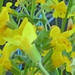 Image of a bed of yellow Mimulus flowers taken in 2008