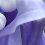 Image of a purple Lobelia flower taken in 2008
