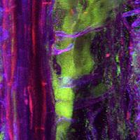 Fusarium-M6 interactions in millet root