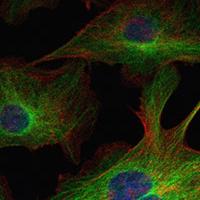 Confocal image of immunostained FluoCells 2