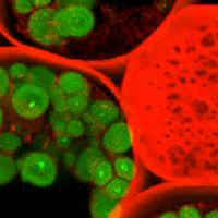 Confocal 3D reconstruction of rhizome of Convallaria